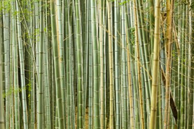 Bambu yeşil orman