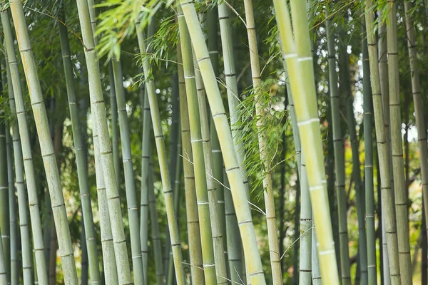 Бамбуковый зеленый лес — стоковое фото