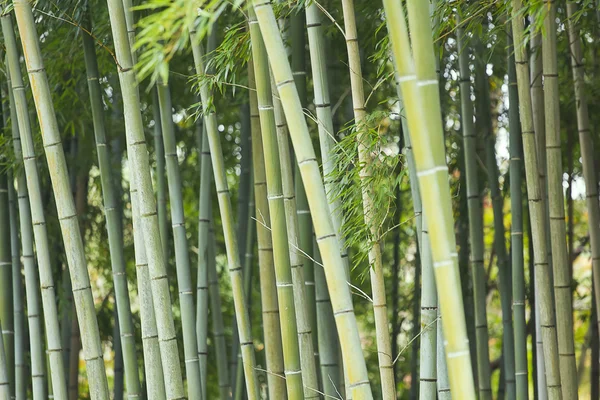 Groene bamboebos — Stockfoto