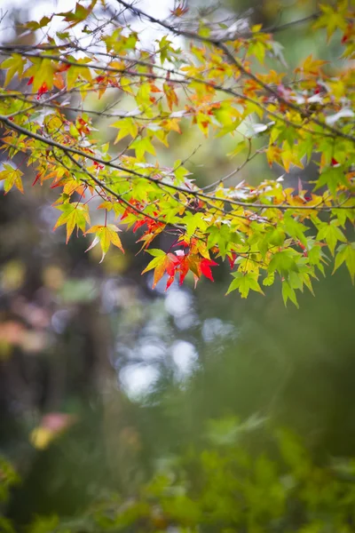 Feuilles d'automne — Photo