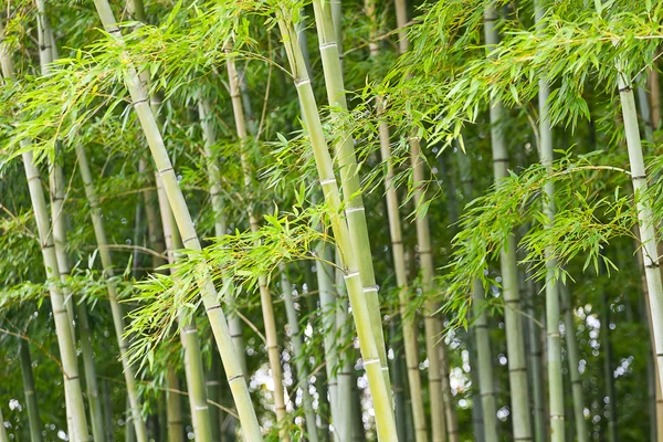 Groene bamboebos — Stockfoto