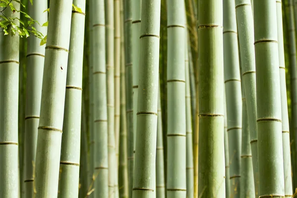 Groene bamboebos — Stockfoto