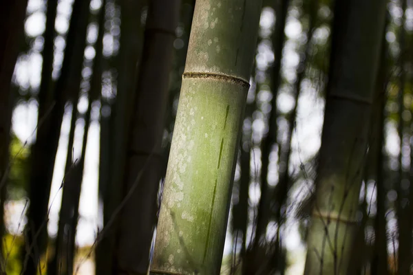 Bamboe kofferbak — Stockfoto