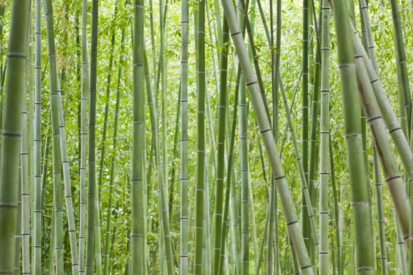 Groene bamboebos — Stockfoto