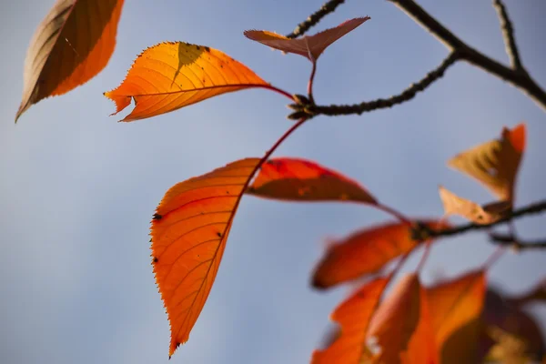 Vörös őszi levelek — Stock Fotó