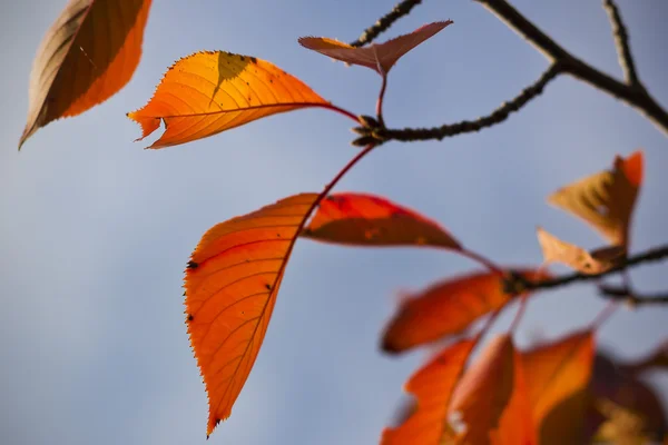 Feuilles d'automne rouges — Photo