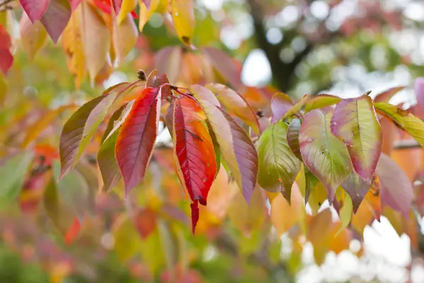 Feuilles d'automne rouges — Photo