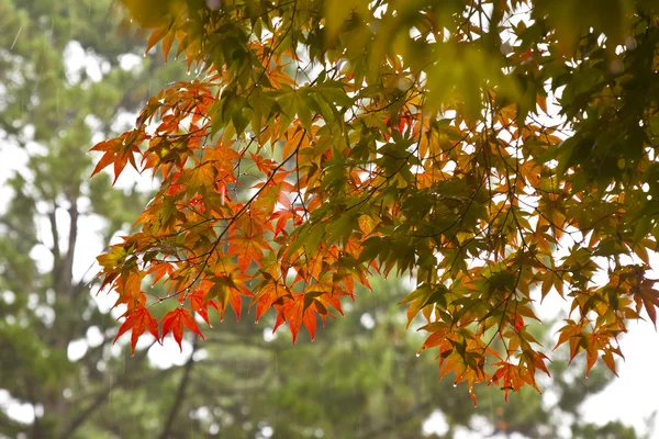 Feuilles rouges humides sur une forêt pluvieuse — Photo