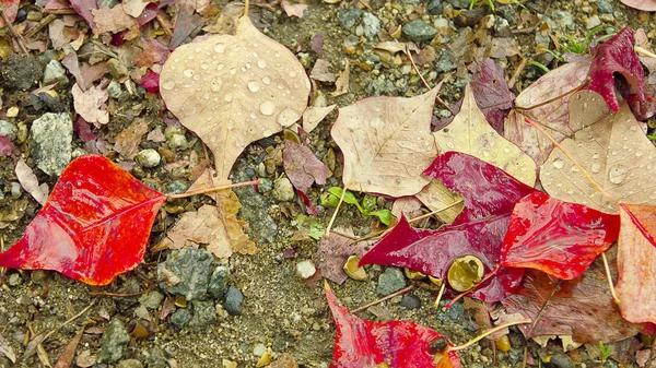 Feuilles humides d'automne chaudes — Photo