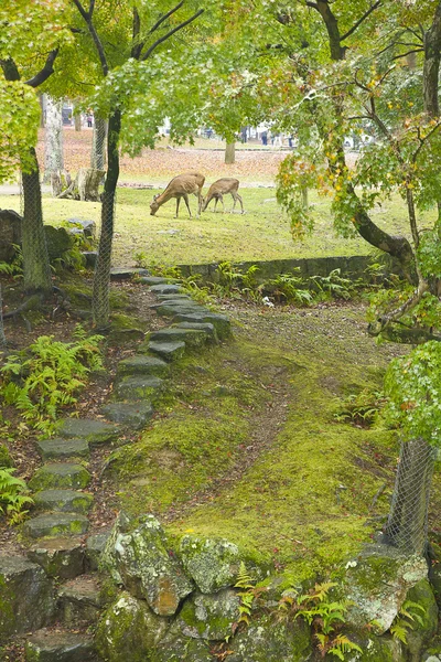 Rots pad in een tuin — Stockfoto