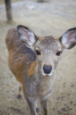 Şirin bebek geyik portre