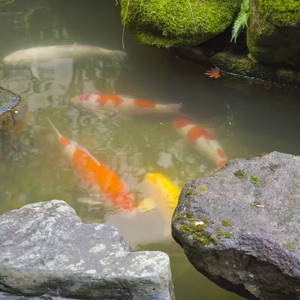 日本庭園の鯉魚 — ストック写真