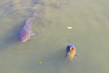 Bir Japon Bahçesi sazan balık