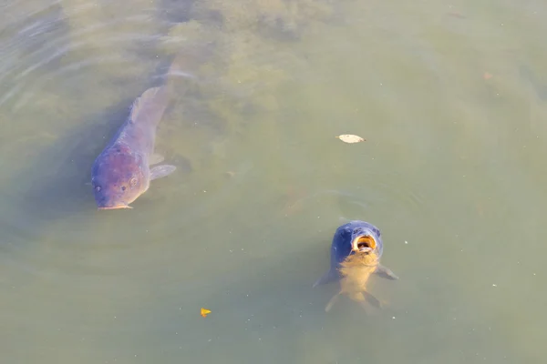 日本庭園の鯉魚 — ストック写真