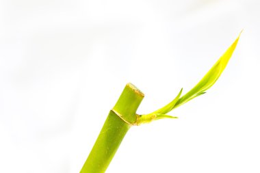 Bambu gövde günlüğü