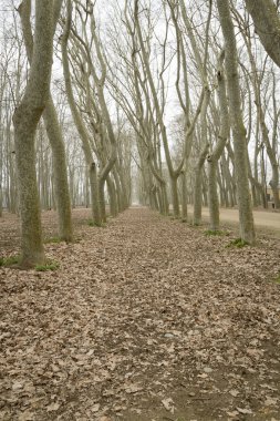 Çınar orman üzerinde bir kış manzarası