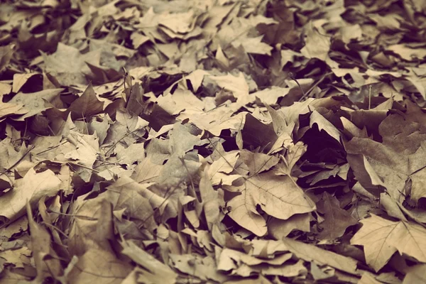 Folhas de fundo — Fotografia de Stock