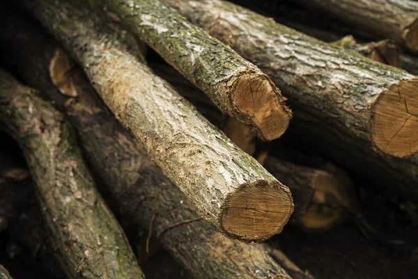 Wood logs pile