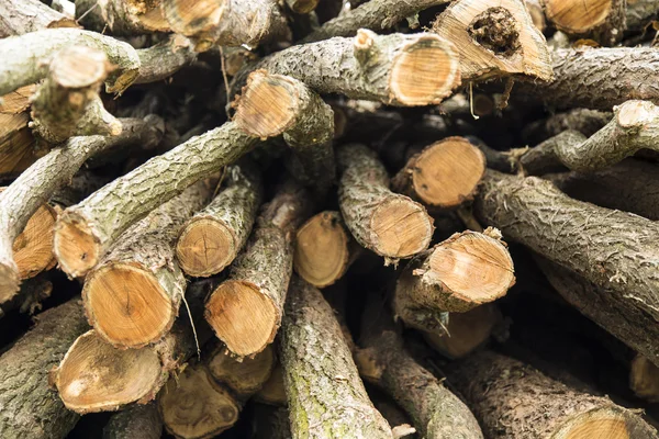 Wood logs pile