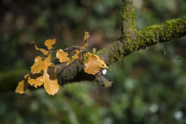 Feuilles brunes sur un arbre à branches vert — Photo