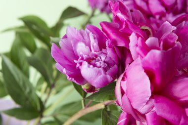 Menekşe çiçek ve yeşil yaprakları kapat