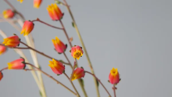 Цветы кактуса весной на твердом сером фоне — стоковое фото