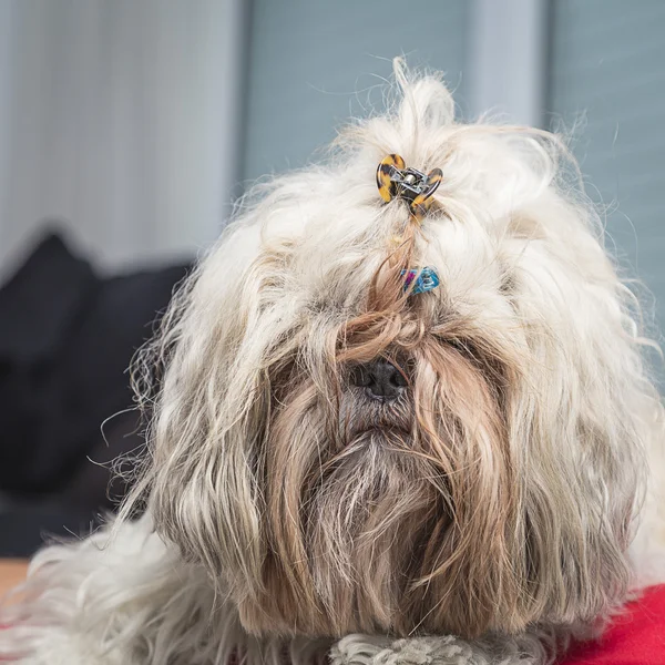 Cute shi tzu cão potrait close-up em uma posição calma . — Fotografia de Stock