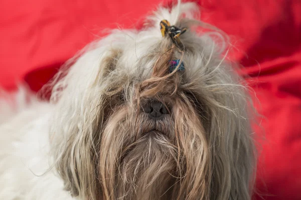 Tousled shi tzu peludo cachorro retrato cão — Fotografia de Stock