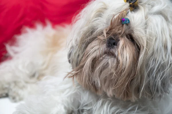 Bonito cachorro shi tzu cão deitado em um fundo vermelho — Fotografia de Stock