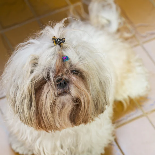 Tousled bonito shi tzu cachorro retrato cão — Fotografia de Stock