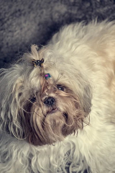 Shi tzu peludo desarrumado pequeno cão retrato — Fotografia de Stock