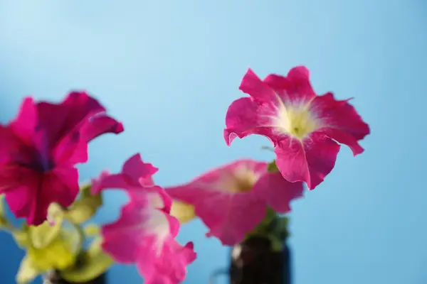 Czerwony jasny kwiat Petunie na butelce szklanej na niebieskim tle — Zdjęcie stockowe