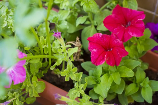 Dwa czerwone petunia kwiaty kwitną na garnku zielony ogród — Zdjęcie stockowe