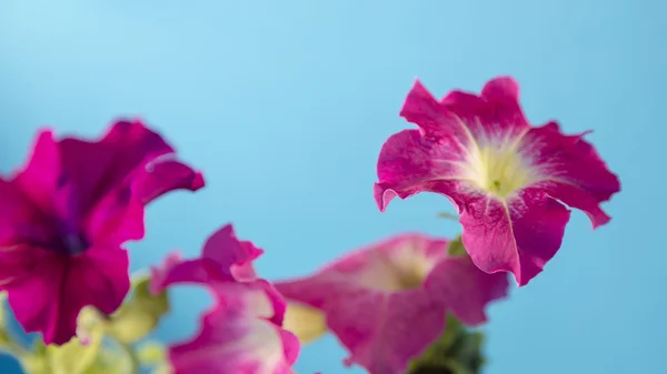 Purple peony kwiat na jasnym tle niebieski — Zdjęcie stockowe