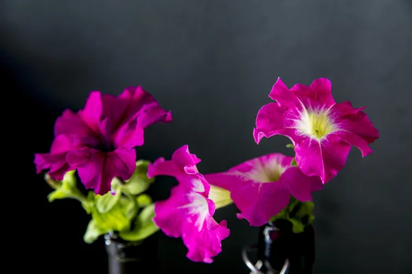 Purple peony kwiat na jasnym tle czarny — Zdjęcie stockowe