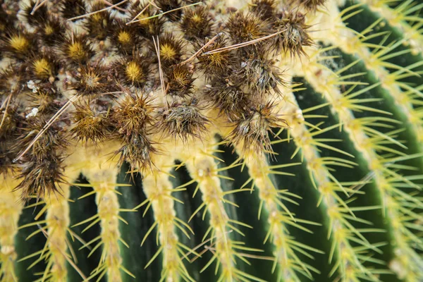 Cactus spikar på nära håll på linjer mönster, grön och gul — Stockfoto