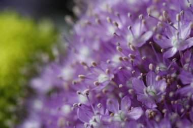 Mor pistil çiçek makro bir bahçe hala
