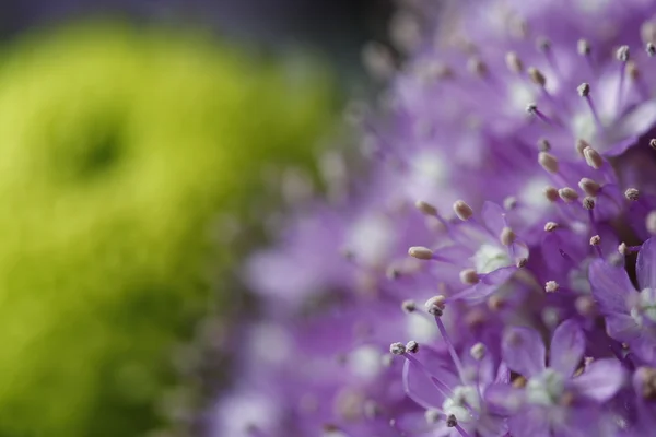 Fiori di pistillo viola macro su un giardino ancora — Foto Stock