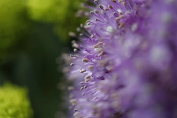 Lila Stempelblumen auf einem Garten — Stockfoto