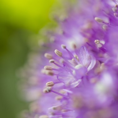 Bloom makro hala üzerinde bulanık etkisi ile yeşil bir bahçe içinde pembe çiçekler