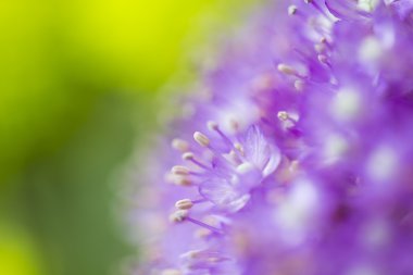 Bloom makro hala üzerinde bulanık etkisi ile yeşil bir bahçe içinde pembe çiçekler