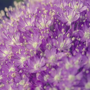 Mor çiçekler makroyu kapatın arka plan