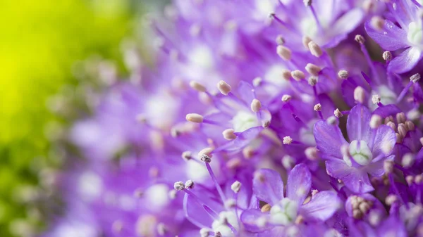 Macro di fiori viola con pistilli in fiore su un giardino su sfondo sfocato — Foto Stock