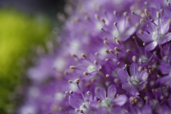Fiori viola in fiore su un giardino verde sfondo sfocato — Foto Stock