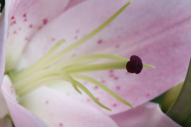 Stigma pistil bir pembe üzerinde çiçek makro bırakır