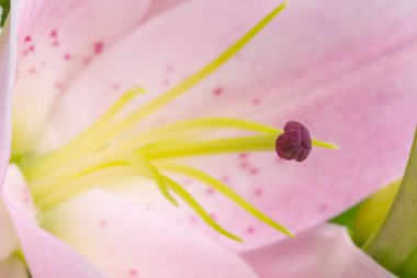 Pistil çiçek makro pembe çiçek '