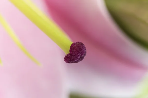 ピンクの花に雌しべ花マクロ — ストック写真