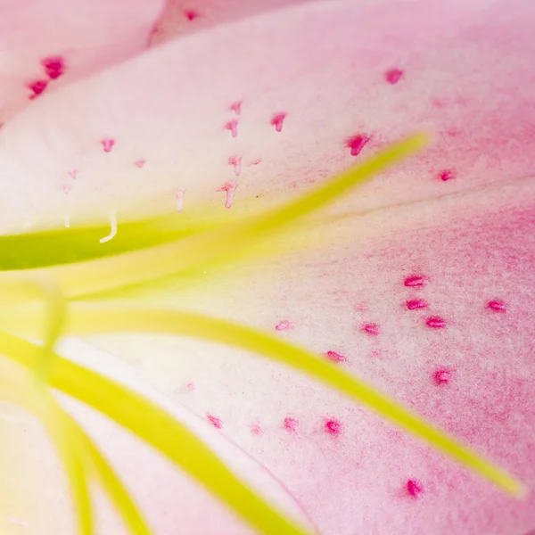 Розовый лепесток на фоне природы — стоковое фото
