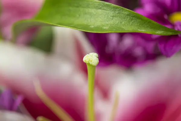 グリーンの花束の庭に咲くピンクの花をクローズ アップ — ストック写真