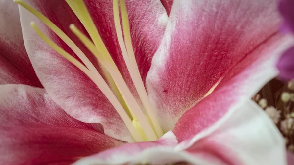 Kırmızı ve beyaz çiçek açan bir makroda hala bir buket üzerinde